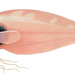 Rhodichthys regina - Photo 
Carl Nielsen, sin restricciones conocidas de derechos (dominio público)