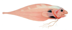 Threadfin Seasnail photo 3