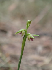 Genoplesium ciliatum
