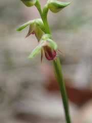 Genoplesium ciliatum