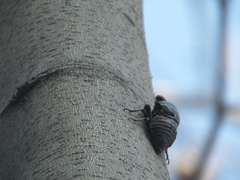 Cryptotympana atrata