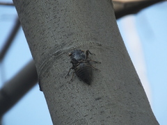 Cryptotympana atrata