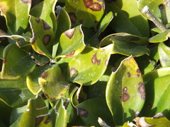 Puccinia klugkistiana