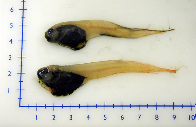 Blacksnout Seasnail