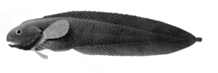 Black Seasnail photo 2