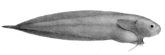 Black Seasnail photo 4