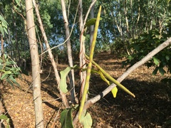 Streptocaulon juventas