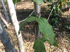 Streptocaulon juventas