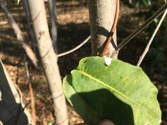 Streptocaulon juventas