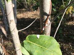 Streptocaulon juventas