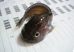 Gelatinous Seasnail photo 5