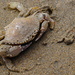Pacific Speckled Crab - Photo (c) andympz, some rights reserved (CC BY-NC)