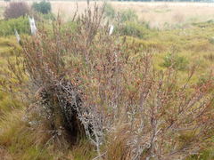 Dracophyllum oliveri