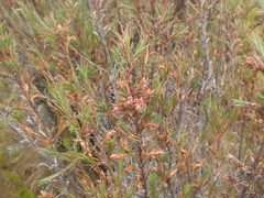 Dracophyllum oliveri