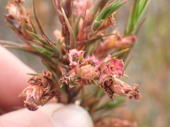 Dracophyllum oliveri