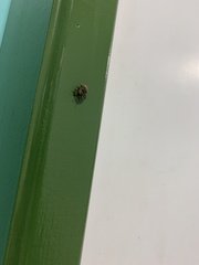 Curculionidae