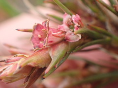Dracophyllum oliveri