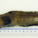 Fourline Snakeblenny - Photo (c) 
Mac Eachern, William J., some rights reserved (CC BY)