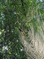 Trichonephila clavipes