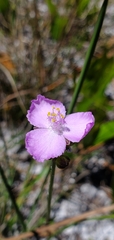 Callisia ornata