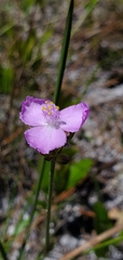 Callisia ornata