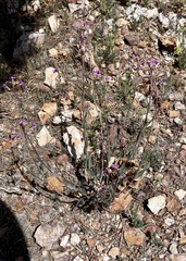 Boechera sparsiflora