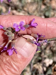 Boechera sparsiflora