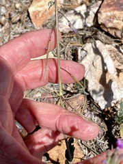 Boechera sparsiflora