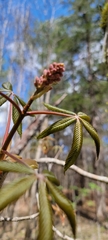 Aesculus × bushii