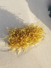 Sargassum natans