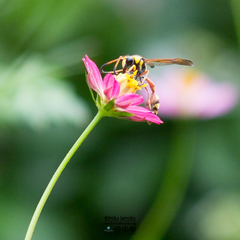 Delta campaniforme campaniforme