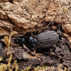 Sphaeroderus bicarinatus