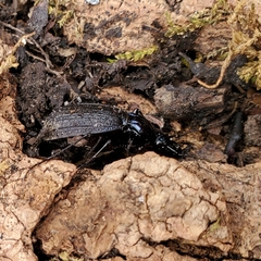 Sphaeroderus bicarinatus