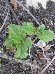 Cyphostemma flaviflorum