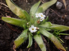 Plagiobothrys scouleri