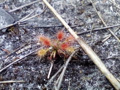 Drosera roseana