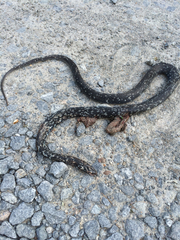 Coluber constrictor anthicus