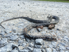 Coluber constrictor anthicus