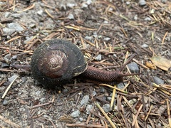 Monadenia infumata