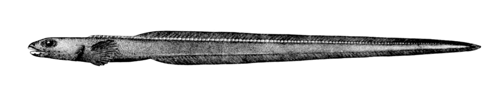 Chevron Scutepout