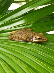 Chalcorana chalconota