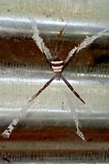 Argiope luzona