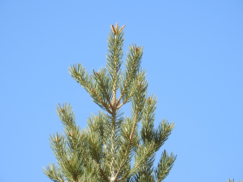 Colorado pinyon (Pinus edulis)