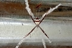 Argiope luzona