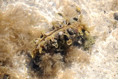 Pinna rugosa