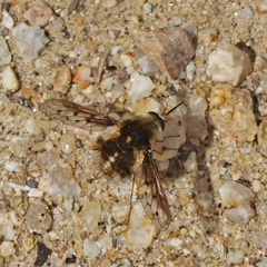 Bombylius curtirhynchus