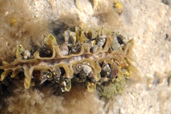 Pinna rugosa