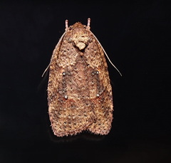 Thyromorpha stibaropis