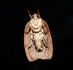 Thyromorpha stibaropis