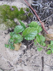 Cyphostemma flaviflorum